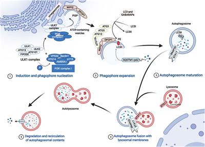 Mechanisms and Therapeutic Strategies of Viral Myocarditis Targeting Autophagy